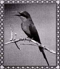 nm mn fly birds said god let